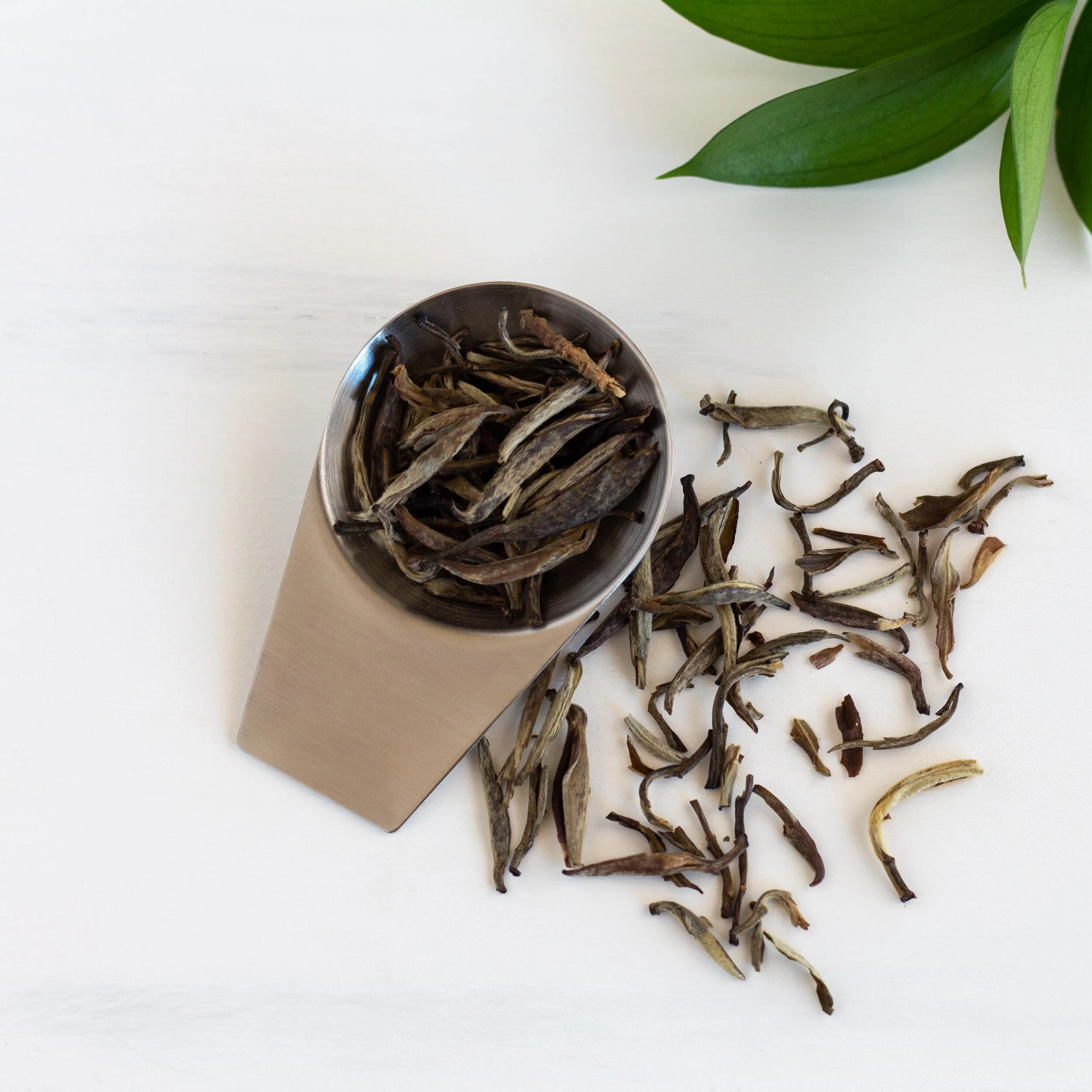 Small Stainless Steel Tea Scoop - Image 2